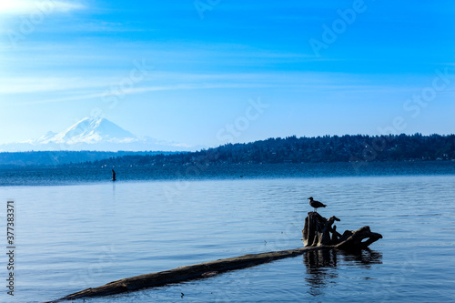 View of Mount Rainier over lake Washington from Seward Park Seattle, Washington.