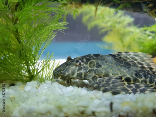 Ancistrus fish in tank