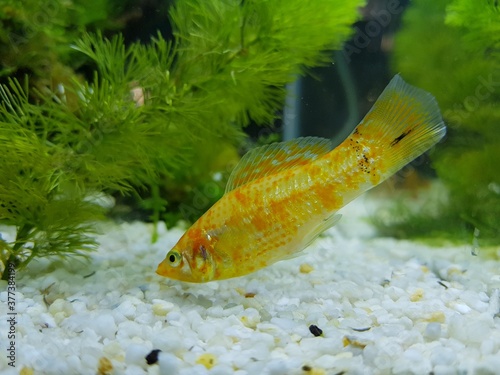 Platy fish in aquarium