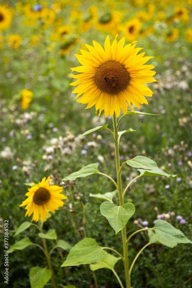A field of wild Sunflowers in the summer