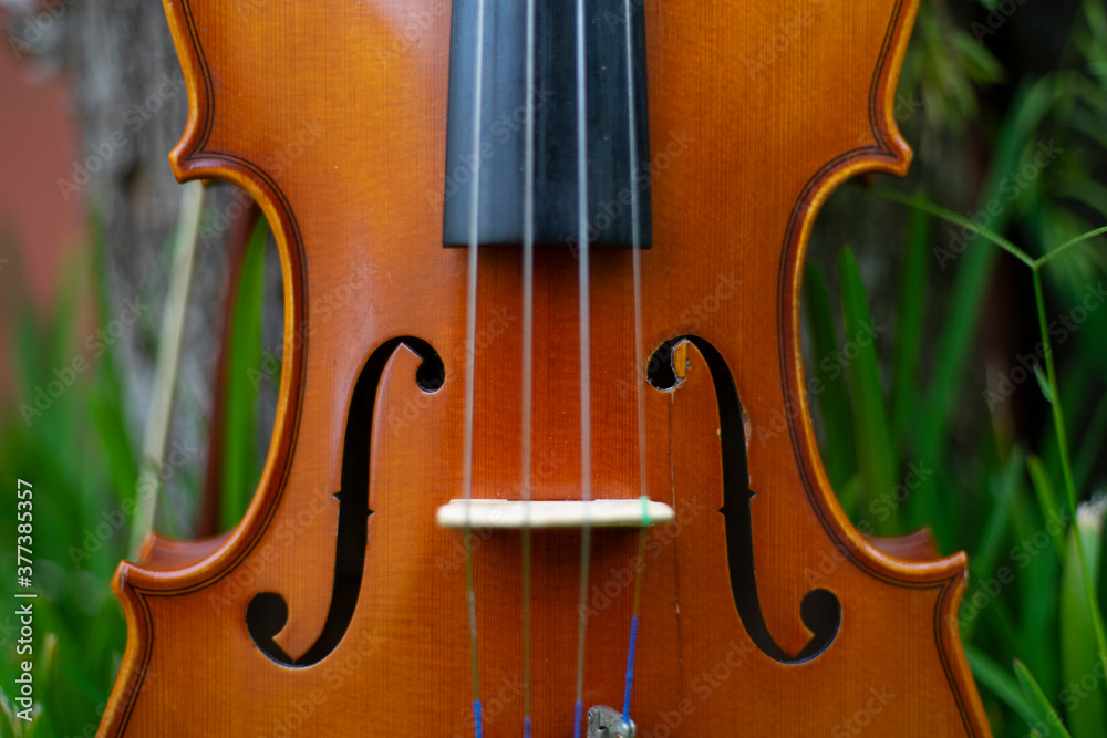 String instrument classical music brown violin outdoor at day String instrument classical music brown violin outdoor at day
