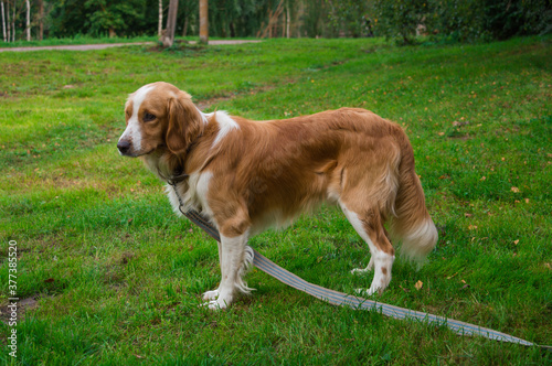 Happy dog resting on the grass