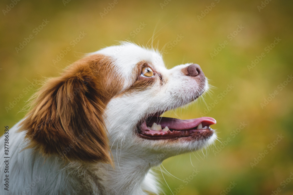 cute dog profile portrait