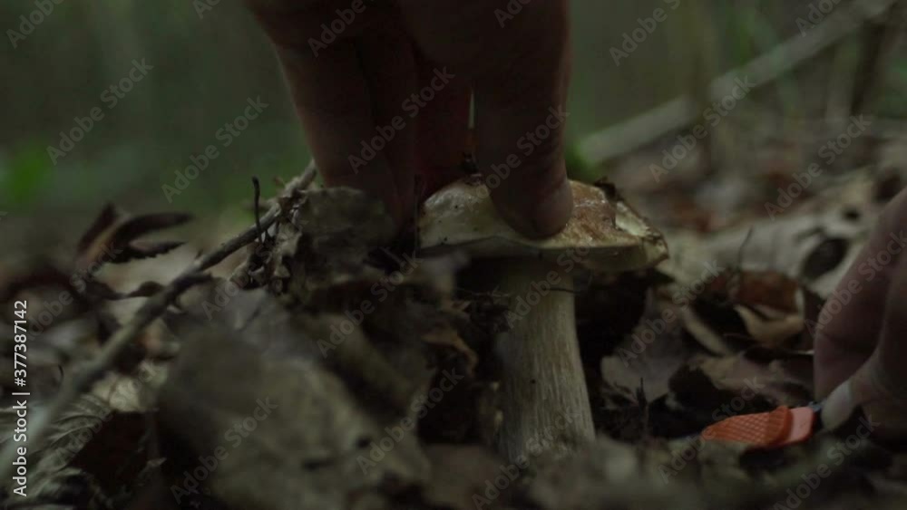 A Man Cuts A White Mushroom In A Forest With A Knife A Man Cuts A White Mushroom In A Forest With A Knife