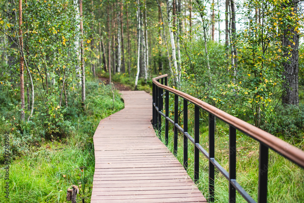 Summer view of wooden walkway on the territory of Sestroretsk swamp, ecological trail path - route walkways laid in the swamp, reserve 