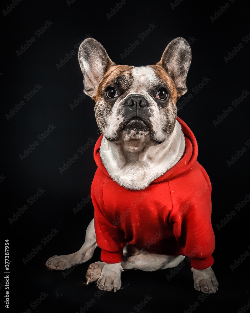 Bulldog Francês - Bud