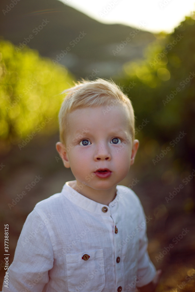 blond boy child collects it in a basket grapes blond boy child collects it in a basket grapes