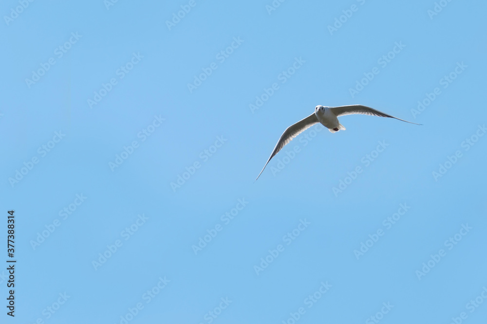 A river gull in flight against a clear blue cloudless sky. A Seagull soars in the blue sky