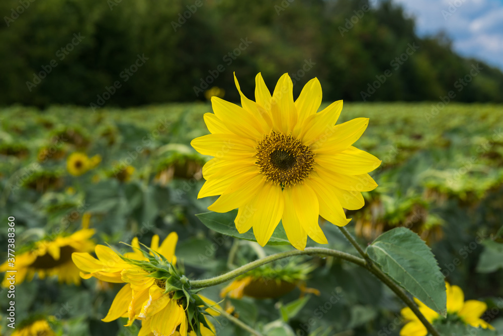 Fototapeta premium Photo of a Sunflower flower also known as Helianthus L against the sonflowers meadow, green grove and a cloudy sky