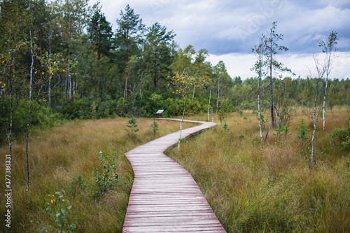 Summer view of wooden walkway on the territory of Sestroretsk swamp, ecological trail path - route walkways laid in the swamp, reserve "Sestroretsk swamp", Kurortny District, Saint-Petersburg, Russia