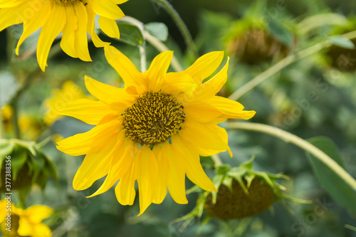 Bright photo of a Sunflower flower which is also known as Helianthus L against the green blurred background