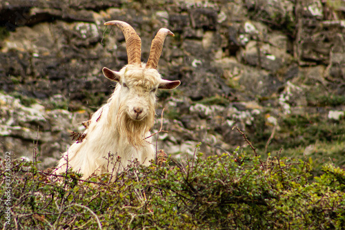 Cashmere goat on the Great Orme  Llandudno  North Wales  UK