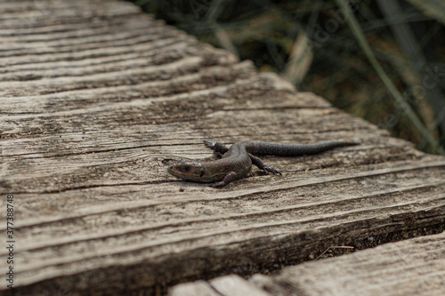 A small lizard on the boardwalk at Danes Moss Nature Reserve, Macclesfield, Cheshire, UK photo