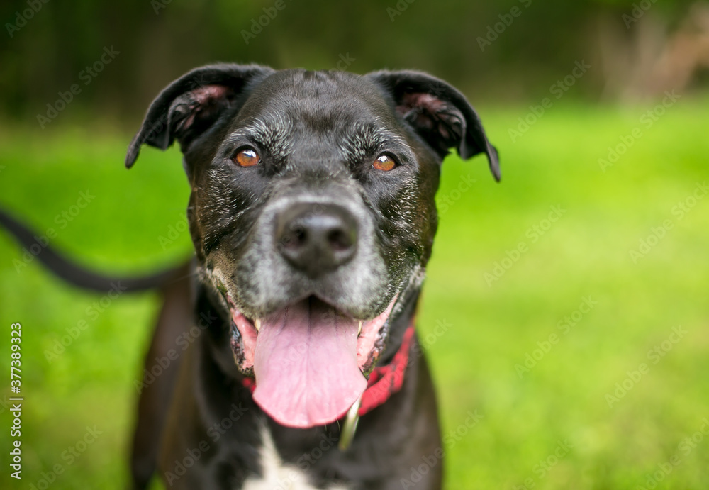 A happy senior mixed breed dog panting A happy senior mixed breed dog panting