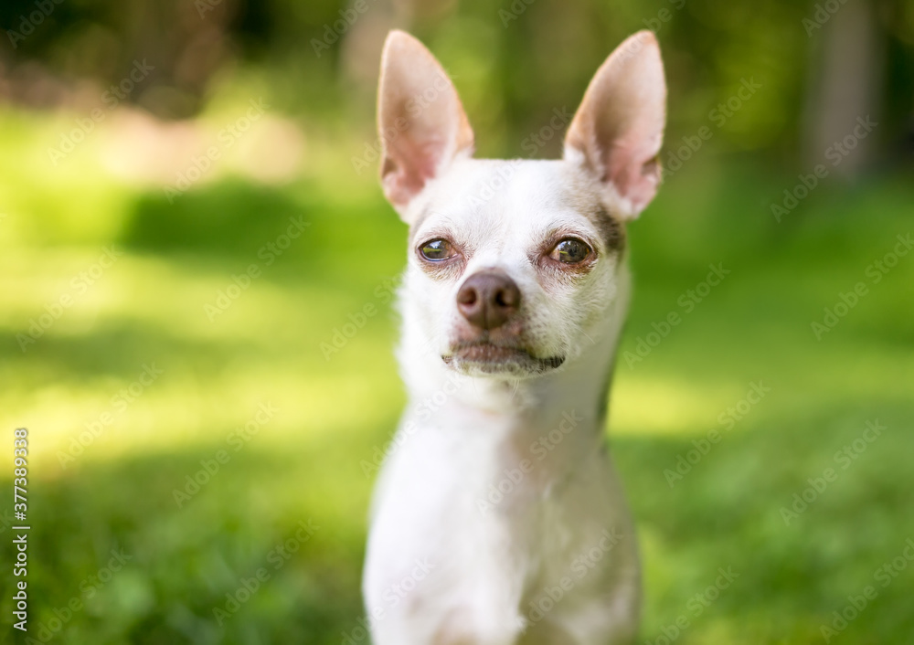 A Chihuahua dog with a grumpy expression A Chihuahua dog with a grumpy expression