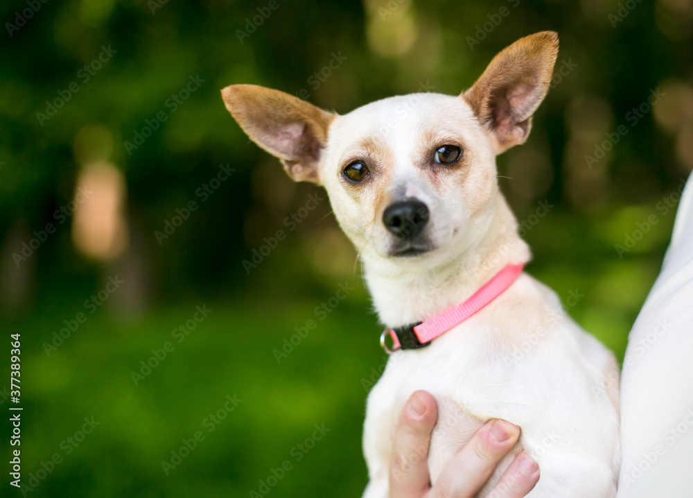 A small Chihuahua dog in a person's arms
