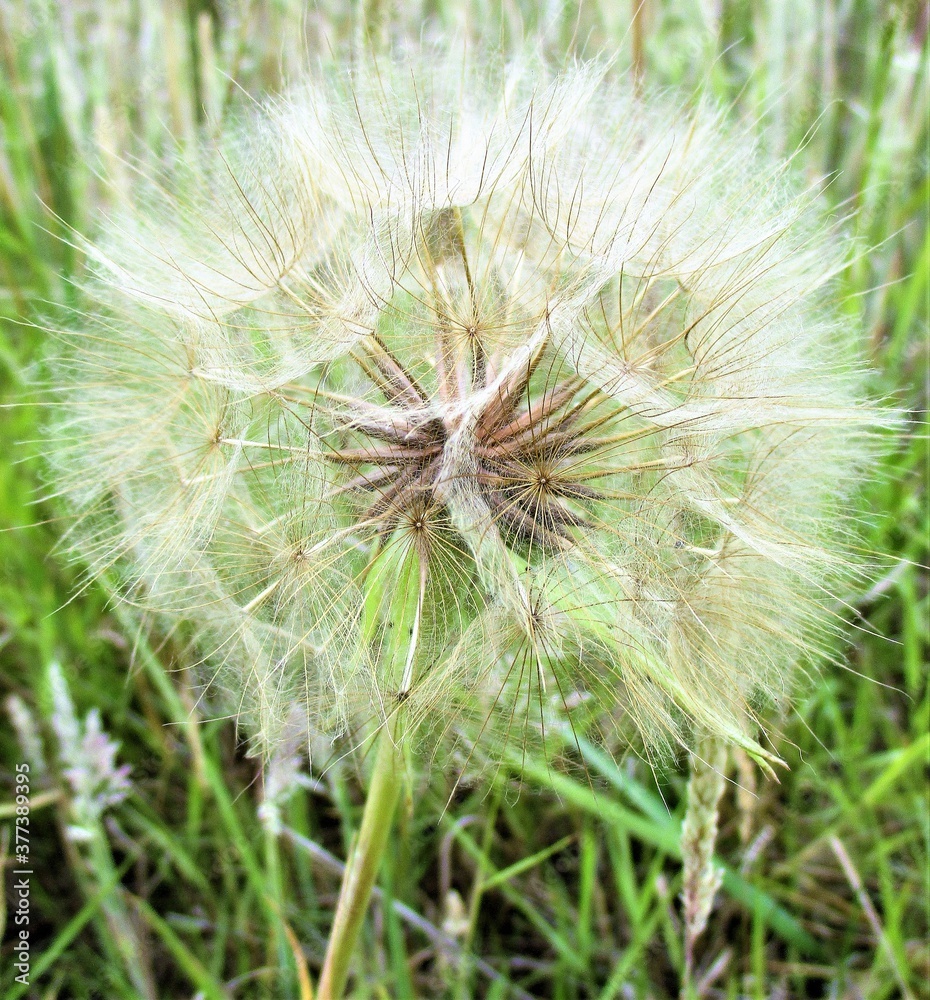 Fototapeta premium dandelion seed head