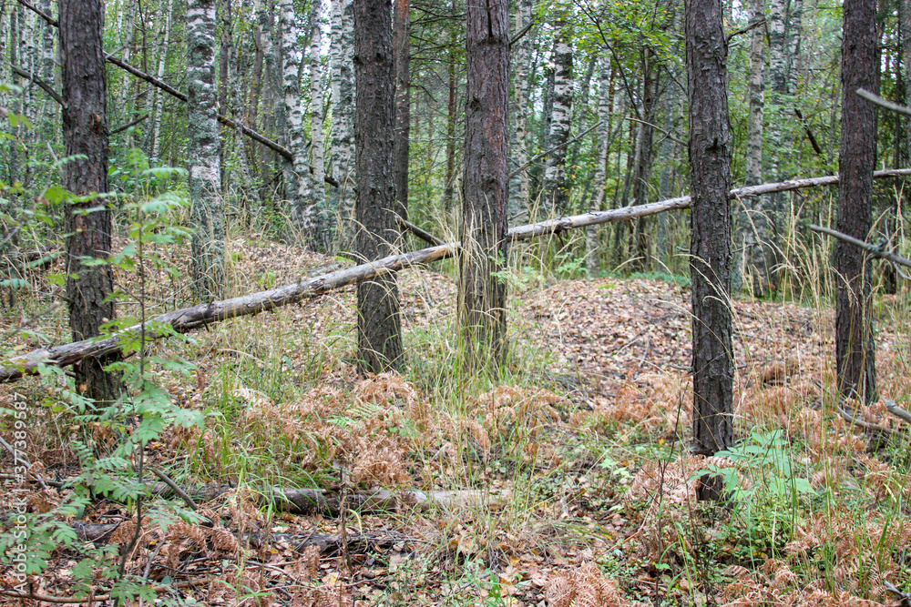 Obraz premium forest in early autumn