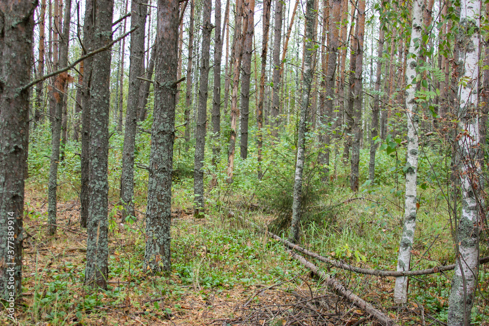 Fototapeta premium forest in early autumn