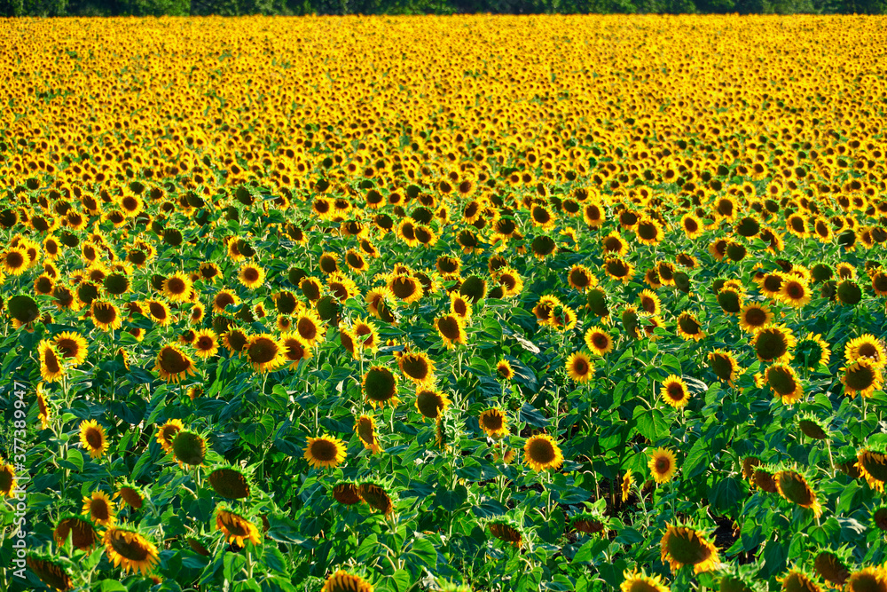 Obraz premium sunflower - bright field with yellow flowers, beautiful summer landscape