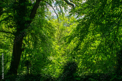 Lush Green Trees in Ireland