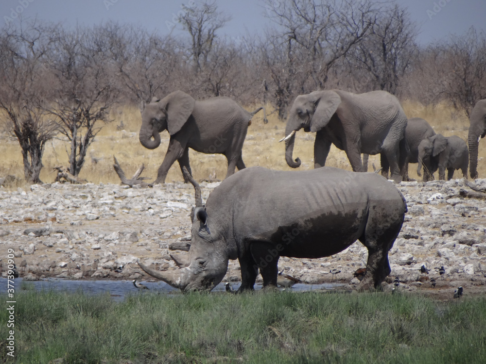 a rhinoceros in front of an elephant herd at a waterhole a rhinoceros in front of an elephant herd at a waterhole