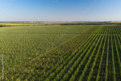 Young fruit trees garden. Aerial view.