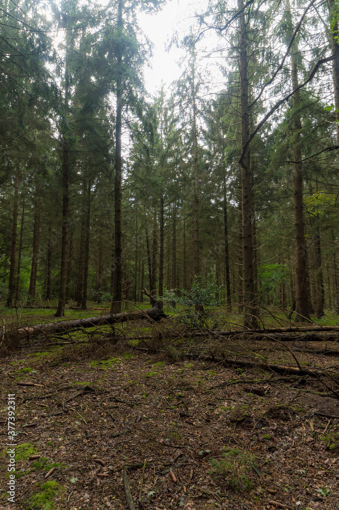 The forrest near Zelhem, The Netherlands The forrest near Zelhem, The Netherlands