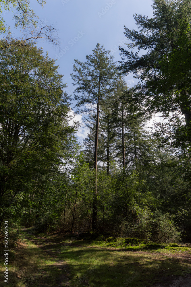 The forrest near Zelhem, The Netherlands The forrest near Zelhem, The Netherlands