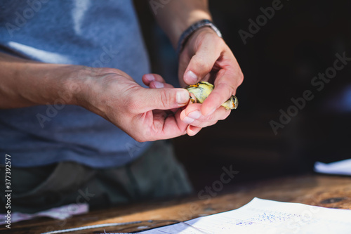 Process of bird banding, small bird ringing at Ornithological station, Curonian Spit, Kaliningrad Oblast, Russia. Ornithologist holding a small bird in hands, marking with small ring photo