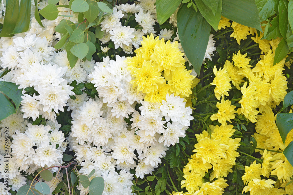Flower arrangement with chrysanthemums.