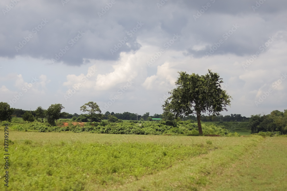 Fototapeta premium landscape with trees and clouds but