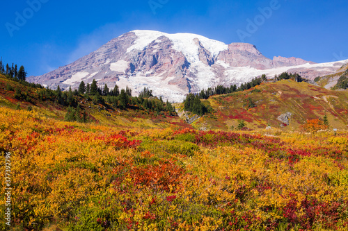 Stunning fall foliage at Mt. Rainier National Park in Washington state 
