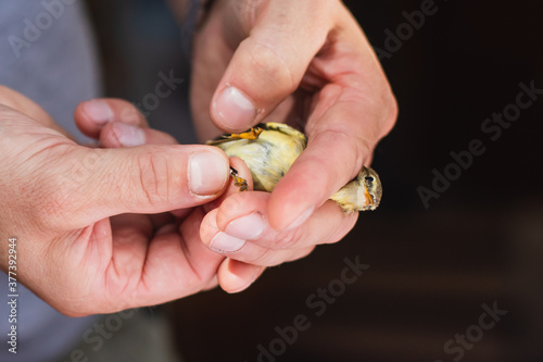 Process of bird banding, small bird ringing at Ornithological station, Curonian Spit, Kaliningrad Oblast, Russia. Ornithologist holding a small bird in hands, marking with small ring