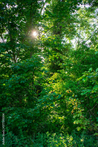 Lush Green Trees in Ireland