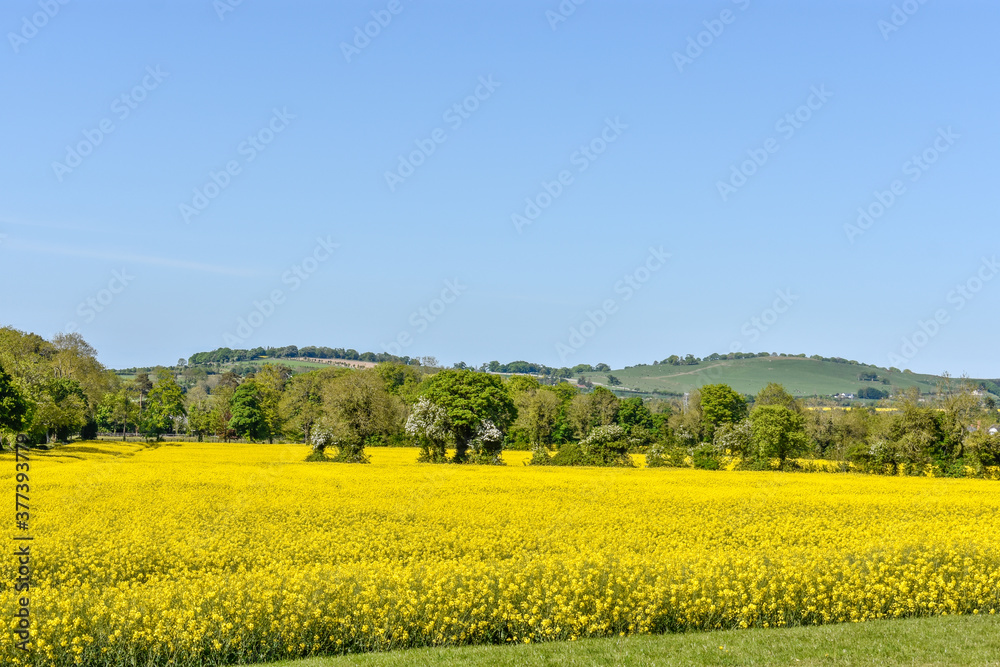 Yellow Canola Rapeseed Meadow, Ireland