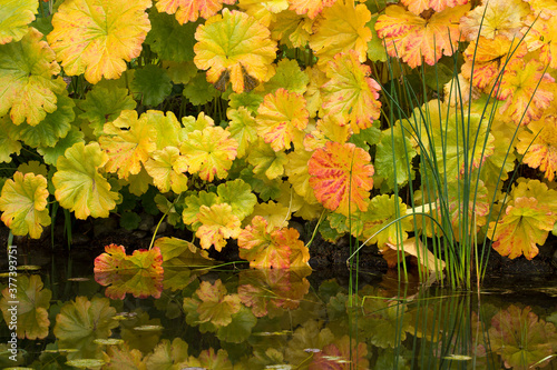 Beautiful, vibrant colors of Darmera leaves in autumn
 photo