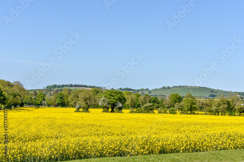 Yellow Canola Rapeseed Meadow  Ireland