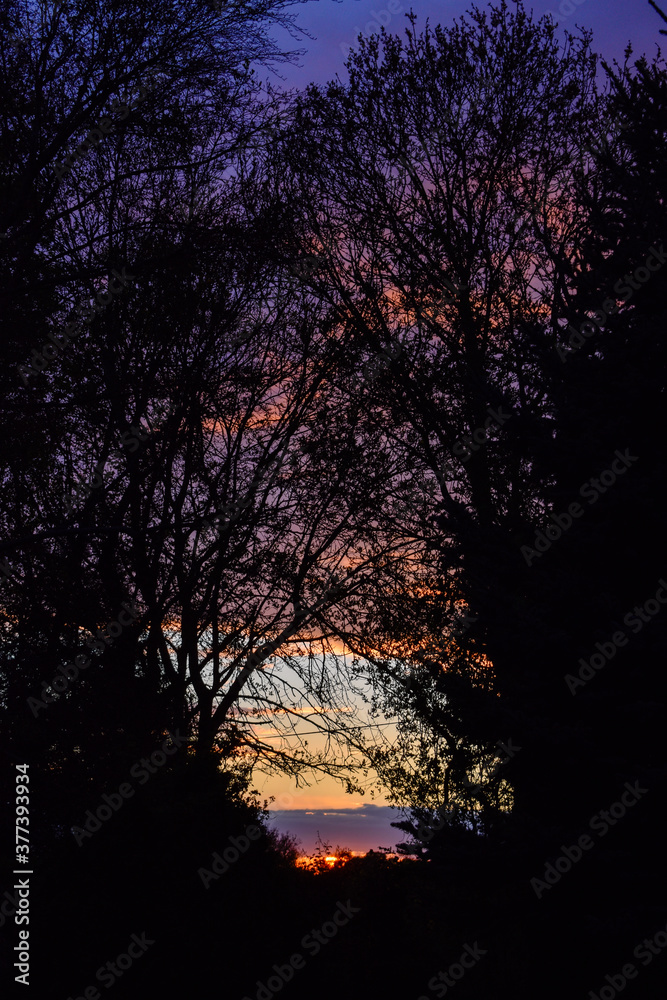Violet Sunset with Tree Silhouette Violet Sunset with Tree Silhouette