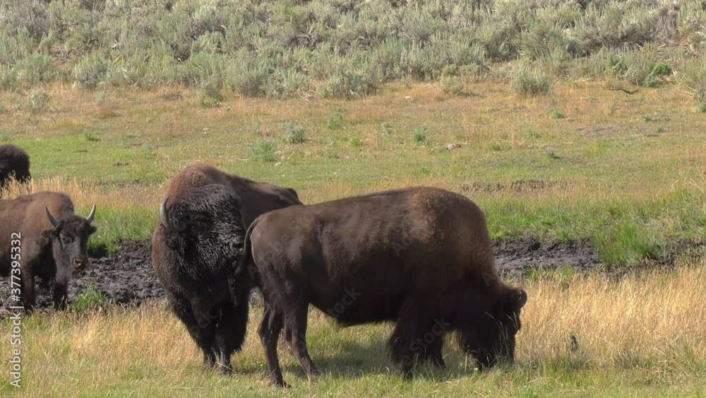 Bull bison grunting and smelling females for estrus during rut. Sound Bull bison grunting and smelling females for estrus during rut. Sound