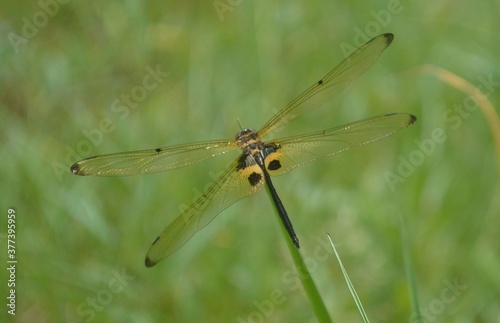dragonfly resting on a leaf © Shony