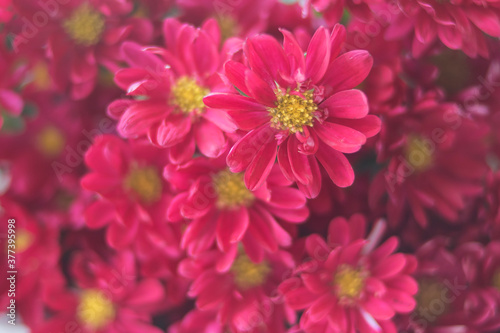 Beautiful bouquet of bright pink chrysanthemums