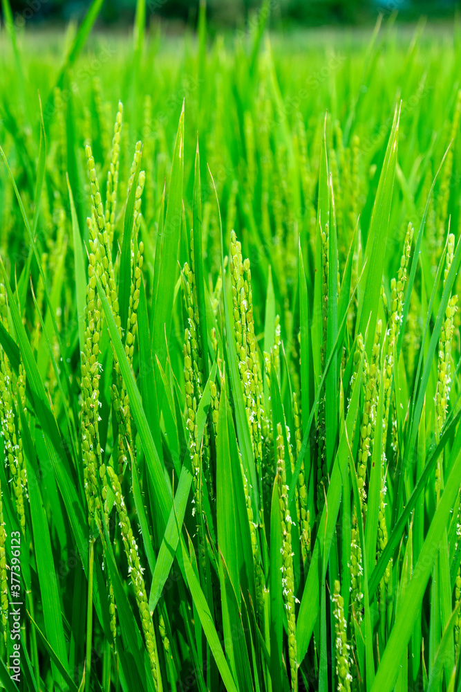 Obraz premium 青い稲穂 鹿児島県出水平野