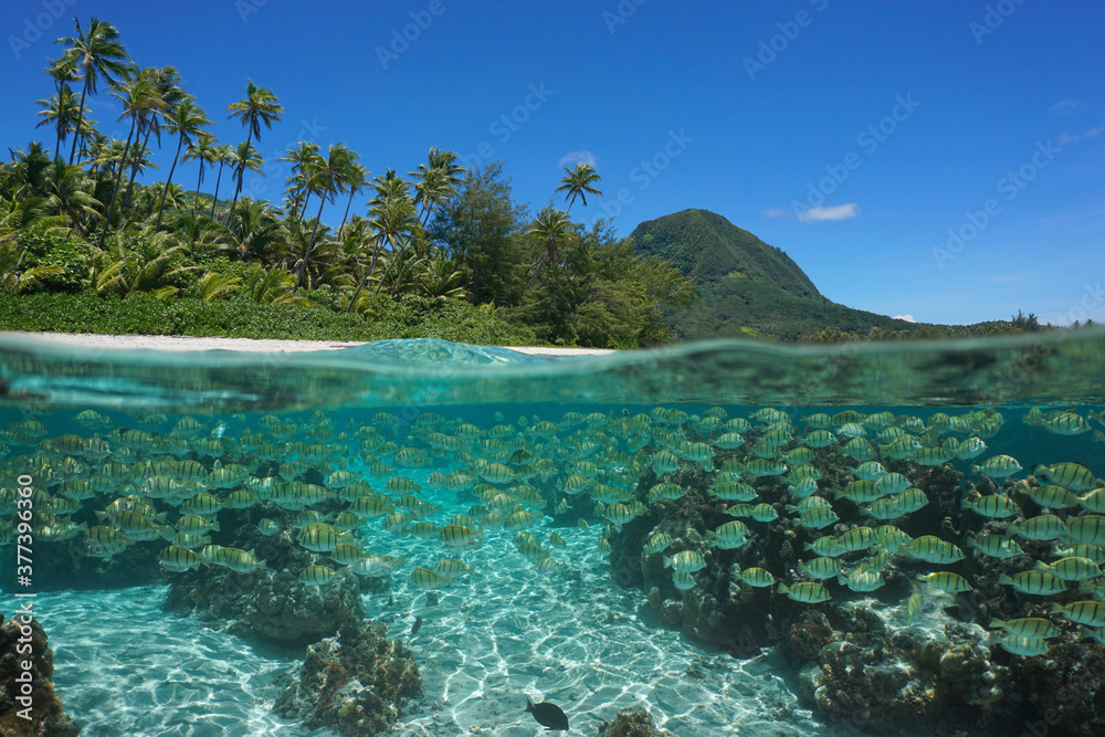 South Pacific island, shoal of fish underwater in the ocean and tropical coast, split view over-under water surface, French Polynesia, Huahine, Oceania