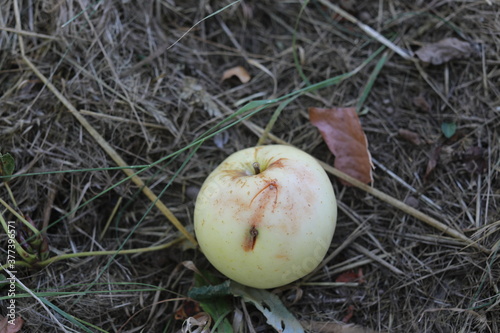 apples in the grass