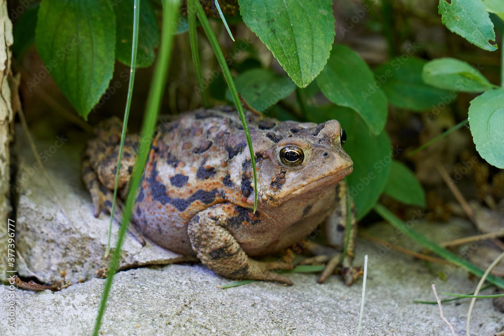 Obraz premium Toad