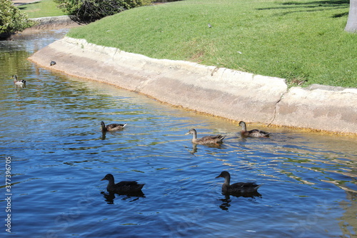 Animales en Agua