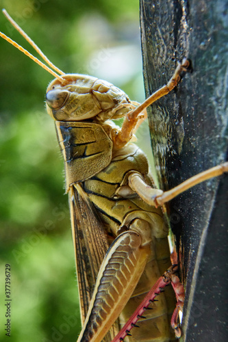 Grasshopper macro