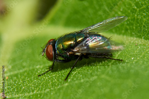 Housefly on leaf
