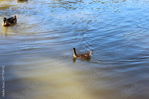 Pato